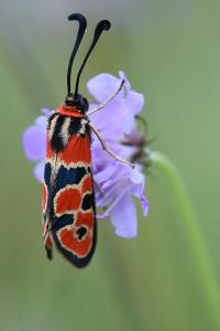 Zygène de la Petite coronille 