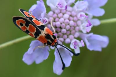 Zygène de la Petite coronille 