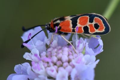 Zygène de la Petite coronille 