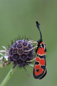 Zygène de la Petite coronille 
