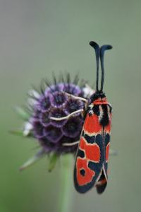 Zygène de la Petite coronille 
