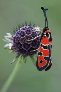 Zygène de la Petite coronille 