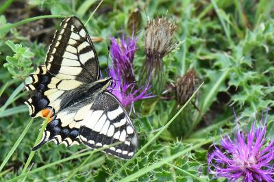 Machaon 