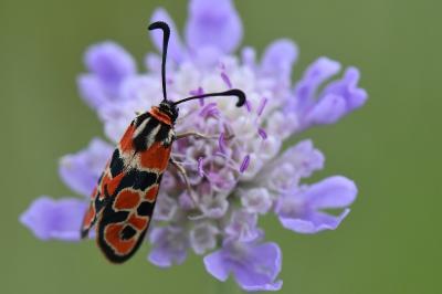 Zygène de la Petite coronille 