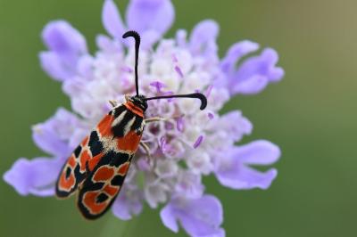 Zygène de la Petite coronille 