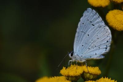 Azuré des Nerpruns 