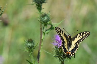 Machaon 