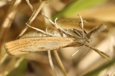 <i>Agriphila inquinatella</i>