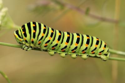 Machaon 