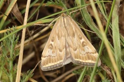 <i>Loxostege sticticalis</i>
