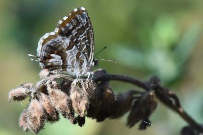 Brun du pélargonium 