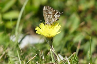 Brun du pélargonium 