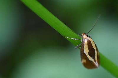 <i>Harpella forficella</i>