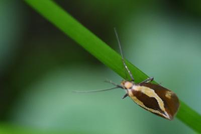 <i>Harpella forficella</i>