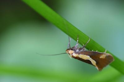 <i>Harpella forficella</i>