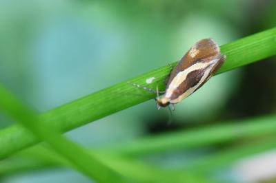 <i>Harpella forficella</i>