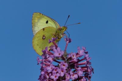 <i>Colias</i>