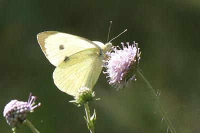 Piéride du Chou 