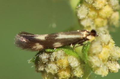 Bucculatrix nigricomella
