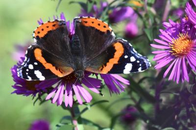 Vanessa atalanta
