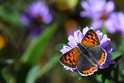 Lycaena phlaeas