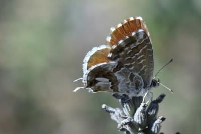 Brun du pélargonium 