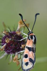 Zygène de la Petite coronille 