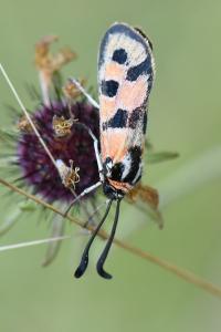 Zygène de la Petite coronille 