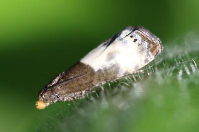 <i>Notocelia cynosbatella</i>