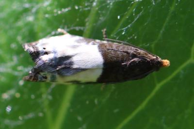 <i>Notocelia cynosbatella</i>