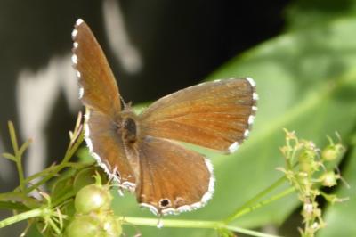 Brun du pélargonium 