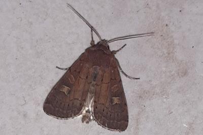 Xestia xanthographa