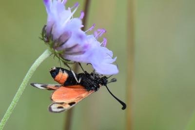 Zygène de la Petite coronille 