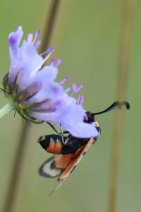 Zygène de la Petite coronille 