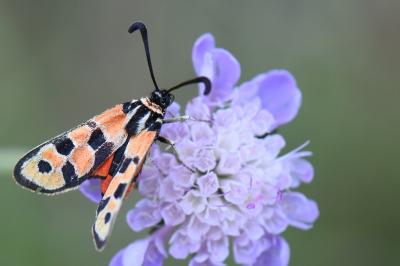 Zygène de la Petite coronille 