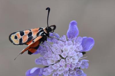 Zygène de la Petite coronille 