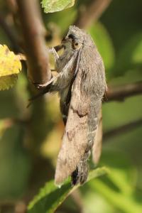 Moro-Sphinx 