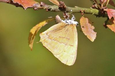 Thecla betulae