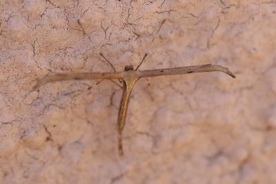 <i>Emmelina monodactyla</i>