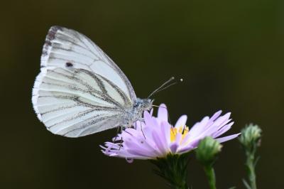 Piéride du Navet 