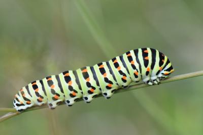 Machaon 
