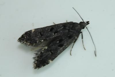 <i>Dichomeris alacella</i>