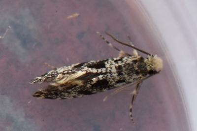 <i>Nemapogon granellus</i>