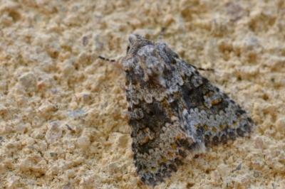 Noctuelle dysodée 