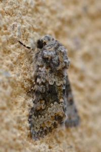 Noctuelle dysodée 