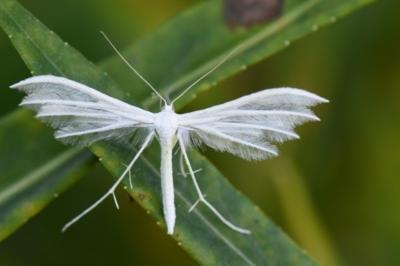 <i>Pterophorus pentadactylus</i>
