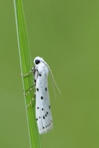 <i>Myelois circumvoluta</i>