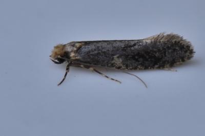 <i>Monopis laevigella</i>