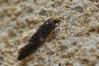 Monopis laevigella