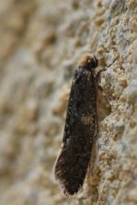 <i>Monopis laevigella</i>